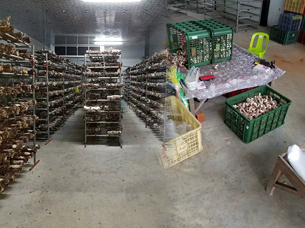 臺灣菌鮑菇培育多功能冷庫